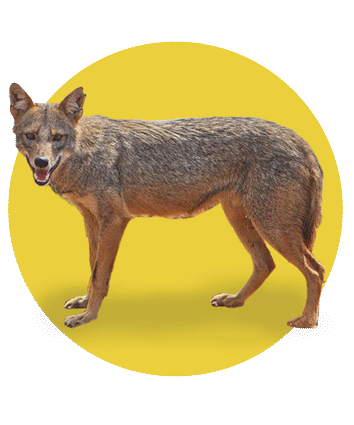 شغال در ایلام